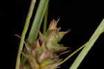 Arkansas sedge